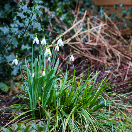 group of snowdrop spring flowers galanthus nivalis in the forest wilde garden stock photo - Wilde Garden group of snowdrop spring flowers galanthus nivalis in the forest wilde garden stock photo - Wilde Garden