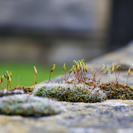 Moss green spore capsules on red stalks on sandstone wall blurred background - 87267947