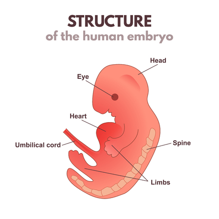 Human embryo Illustration