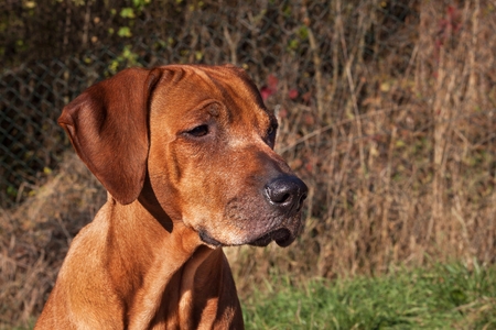 悲しい犬の目 ローデシアン リッジバックの肖像画 美しいローデシアン リッジバック犬の肖像画 犬の目を見てください の写真素材 画像素材 Image