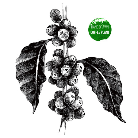 Hand Drawn Coffee Tree Branch In Vintage Style Hand Drawn Coffee Tree Branch In Vintage Style