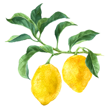 水彩レモン フルーツのイラスト素材 ベクタ Image 水彩レモン フルーツのイラスト素材 ベクタ Image