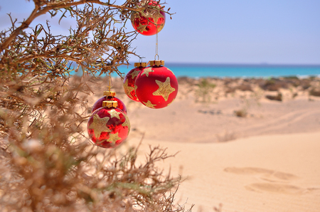 red christmas ball on the thorny bush near the beach and ocean stock christmas near the beach