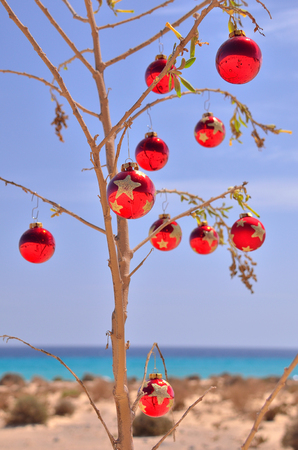 red christmas ball on the tree near the beach and ocean stock photo christmas near the beach