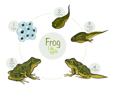 カエル図のライフ サイクルにおける生物学の教育のグラフ のイラスト素材 ベクタ Image