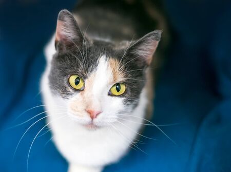 A Dilute Calico Domestic Shorthair Cat With Yellow Eyes Sitting