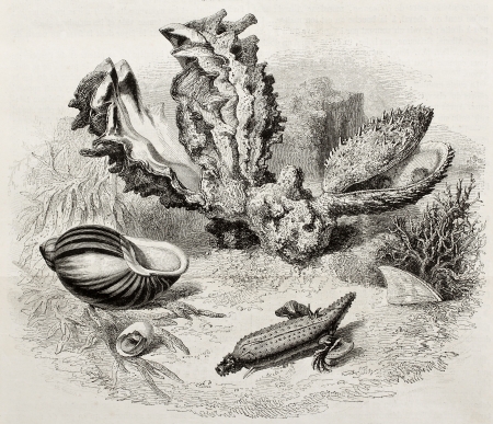 海洋生物学 様々 なシェルの古いイラスト フリーマン ガスマン 掲載されましたマガシンドス Pittoresque パリ 1850年によって作成されました の写真素材 画像素材 Image