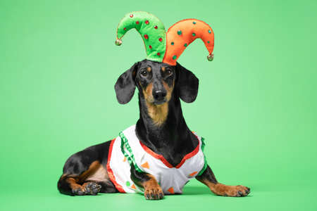 Funny of a happy dog wearing in the suit and cap of the jester on a green background. april fools day concept Фото со стока