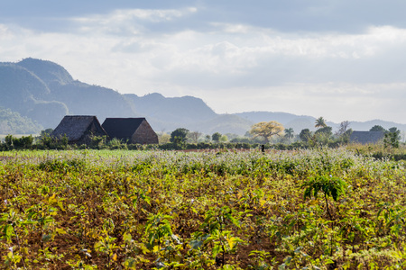 Landscape Of Tobacco Fields And Drying Houses Near Vinales Cuba Stock Photo Landscape Of Tobacco Fields And Drying Houses Near Vinales Cuba Stock Photo