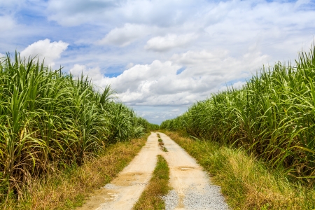 道路と青空とサトウキビ畑の写真素材・画像素材 Image 25278117