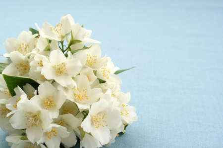 bunch of beautiful jasmin on blue Фото со стока