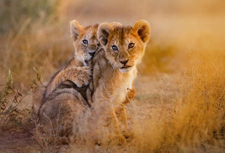 lion cubs cuddling - 99113501