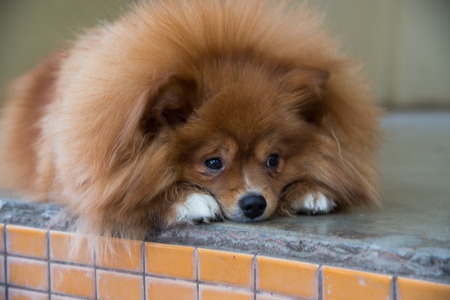 ふわふわの茶色の犬 の写真素材 画像素材 Image ふわふわの茶色の犬 の写真素材 画像素材 Image