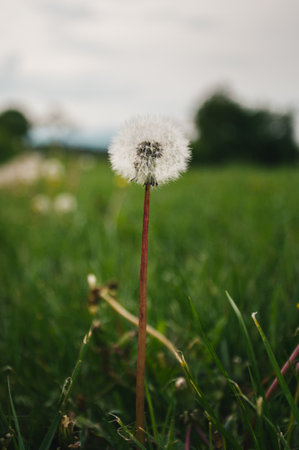 Fluffy white dandelion in end of season in meadown with green grass vertical photo of bloomed dandelion in nature grows from the green grass Stock Photo