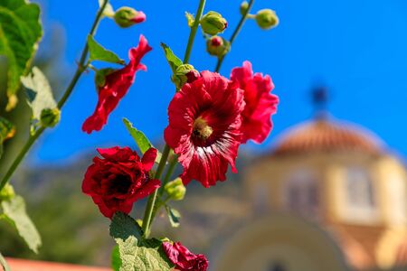 Red Flower, Blue Sky With Greek Orthodox Church In The Background ...