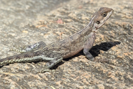 ムワンザ フラット頭岩アガマトカゲ アフリカのセレンゲティ タンザニア の写真素材 画像素材 Image