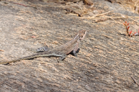 ムワンザ フラット頭岩アガマトカゲ アフリカのセレンゲティ タンザニア の写真素材 画像素材 Image