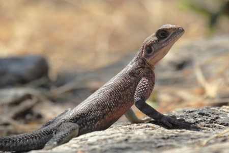 ムワンザ フラット頭岩アガマトカゲ アフリカのセレンゲティ タンザニア の写真素材 画像素材 Image
