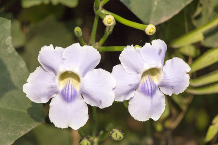 two flowers with green plant background, Asia