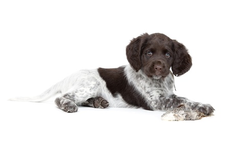 小さなミュンスターレンダー子犬 の写真素材 画像素材 Image