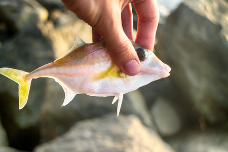 Fishing in india this triggerfish caught on clam meat picked up on beach kerala and goa Reklamní fotografie