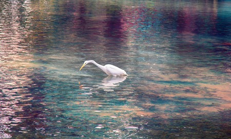 澄んだ水と山池の小魚の白いダイサギ アメリカの白鷺 Egretta アルバ 狩猟 鳥槍を投げとして法案は 電光石火の速さで魚を殺します 美しいグレアや反射 の写真素材 画像素材 Image 澄んだ水と山池の小魚の白いダイサギ アメリカの白鷺 Egretta アルバ 狩猟 鳥槍を投げとして法案は 電光石火の速さで魚を殺します 美しいグレアや反射 の写真素材 画像素材 Image