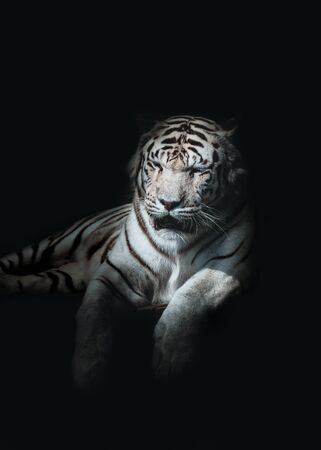 51 941 ジャングルタイガー の写真素材 ストックフォト 123rf 51 941 ジャングルタイガー の写真素材 ストックフォト 123rf