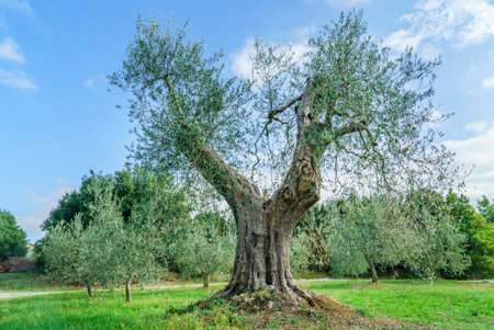 Der Garten Von Gethsemane Auf Dem lberg In Jerusalem, Israel. Alte  Olivenbume Im Garten Lizenzfreie Fotos, Bilder und Stock Fotografie. Image  85211199.