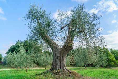 Der Garten Von Gethsemane Auf Dem lberg In Jerusalem, Israel. Alte  Olivenbume Im Garten Lizenzfreie Fotos, Bilder und Stock Fotografie. Image  85211199.