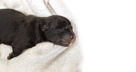 Chiot Nouveau Ne Chien Dormir Noir Labrador Retriever Banque D Images Et Photos Libres De Droits Image Chiot Nouveau Ne Chien Dormir Noir Labrador Retriever Banque D Images Et Photos Libres De Droits Image