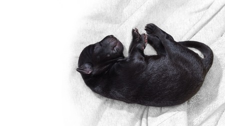 ブランケット上の生命のかわいい生まれたての子犬の犬の一日 の写真素材 画像素材 Image