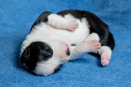 Sleeping Nouveau Ne Border Collie Noir Et Blanc Banque D Images Et Photos Libres De Droits Image