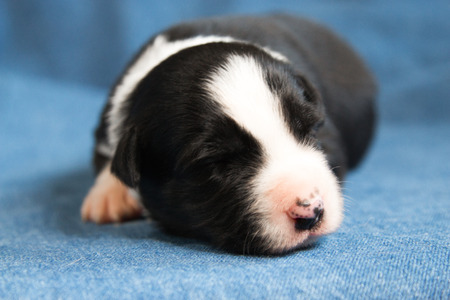 Sleeping Nouveau Ne Border Collie Noir Et Blanc Banque D Images Et Photos Libres De Droits Image