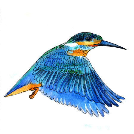 白い背景の美しい青い鳥の水彩画調ベクトル イラストのイラスト素材 ベクタ Image 白い背景の美しい青い鳥の水彩画調ベクトル イラストのイラスト素材 ベクタ Image