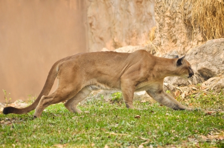 Poema Foto's, Afbeeldingen En Stock Fotografie 123RF Puma Foto's, Afbeeldingen En Stock Fotografie 123RF