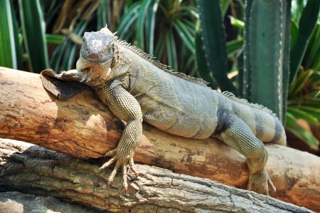 男性のイグアナが雌より大きい 大きなのど袋も の写真素材 画像素材 Image 男性のイグアナが雌より大きい 大きなのど袋も の写真素材 画像素材 Image