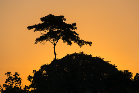 熱帯のジャングルやアフリカのサバンナ夕焼け空を背景に木のシルエット の写真素材 画像素材 Image 熱帯のジャングルやアフリカのサバンナ夕焼け空を背景に木のシルエット の写真素材 画像素材 Image