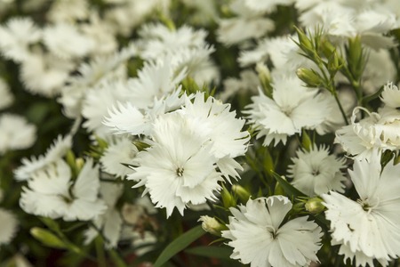 white carnation flowers on a small flower market stock photo