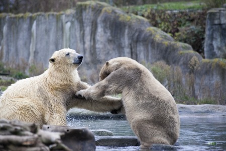 2 つのオスのホッキョクグマは戦いと一口 ホッキョクグマをクローズ アップ アラスカ シロクマ 森の春に大きな白クマ シロクマは アラスカ 岩 草 寒い春です の写真素材 画像素材 Image 2 つのオスのホッキョクグマは戦いと一口 ホッキョクグマをクローズ アップ アラスカ シロクマ 森の春に大きな白クマ シロクマは アラスカ 岩 草 寒い春です の写真素材 画像素材 Image