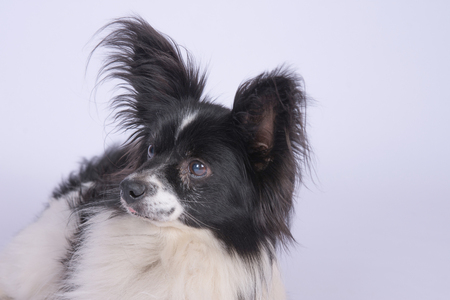 Small black and white dog against white background Stock Photo