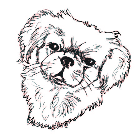 Adorable Pekingese Stock Photos And Images 123rf