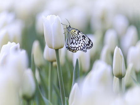 butterfly: bướm trắng trong một lĩnh vực với hoa tulip trắng