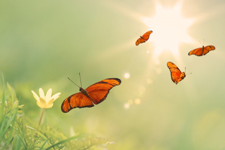Sun flower: Fliegende orange Schmetterlinge um eine gelbe Butterblume mit einem sonnigen Hintergrund
