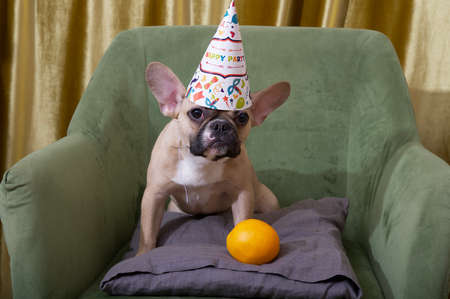 Bulldog dog is celebrating a birthday and is sitting on an armchair wearing a birthday hat next to a yellow orange. festive birthday photo of a dog. Фото со стока