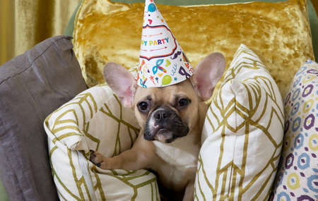 The dog bulldog looks out from the soft pillows tired after celebrating a birthday with a festive hat on his head. fun ending to a party in the apartment.