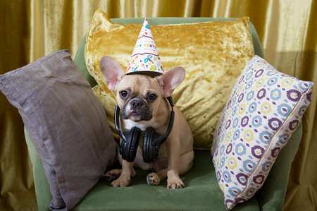 Bulldog dog sits on an armchair among small pillows after celebrating a birthday with a festive hat and headphones around his neck. fun ending to a party in the apartment. Фото со стока