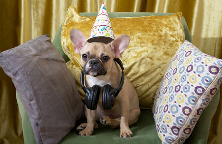 The bulldog dog looks attentively into the camera while sitting on an armchair among soft pillows and celebrating a birthday with headphones around his neck. fun party at the apartment.