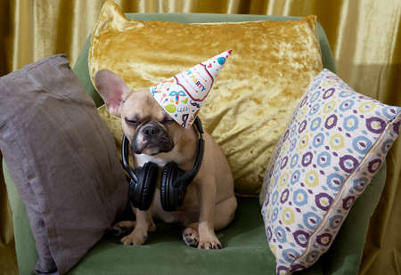 Bulldog dog on an armchair among soft pillows celebrating a birthday with headphones around his neck. fun party at the apartment.