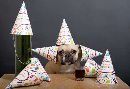 Purebred bulldog breed dog with big black eyes and ears sits with a cheerful holiday caps on its had and celebrates a birthday against a gray wall next to vine set on a wooden table and poses funny. party. Фото со стока