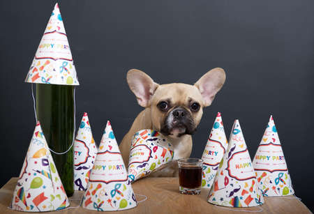 Purebred bulldog breed dog with big black eyes and ears sits with a cheerful holiday caps around and celebrates a birthday against a gray wall next to vine set on a wooden table and poses funny. party. Фото со стока